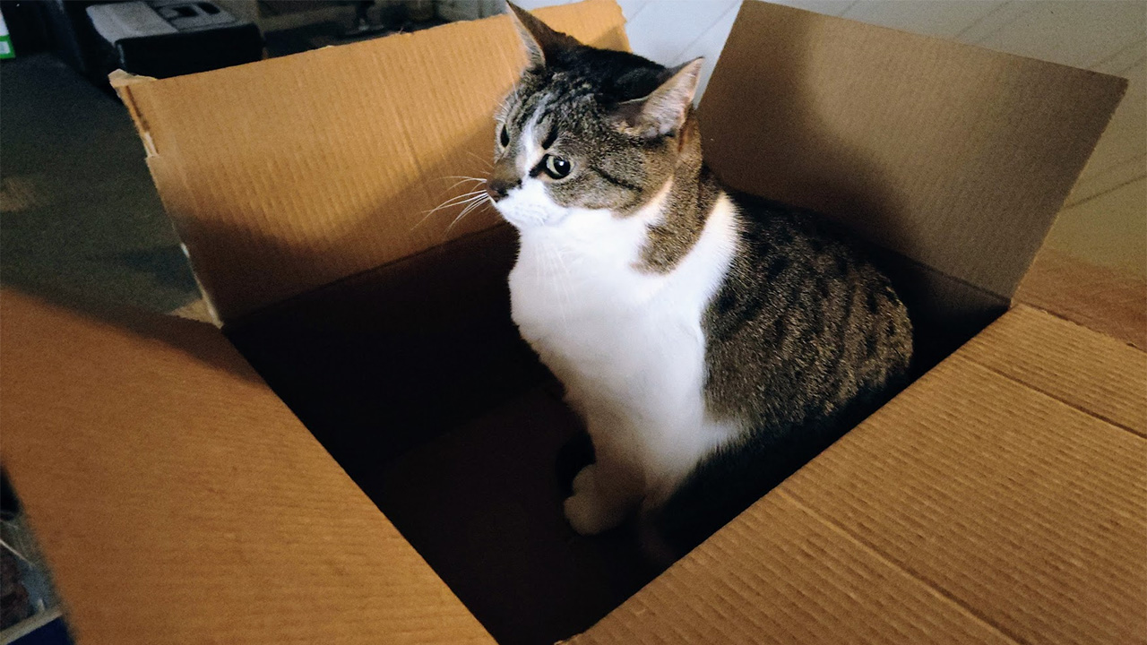 Cats and Companions - Tales of the Aggronaut